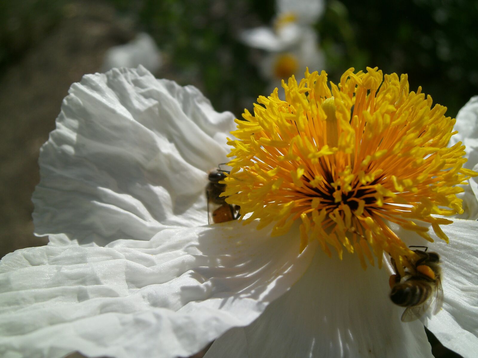 SeaLife                 DC1400 sample photo. Flower, white, yellow photography