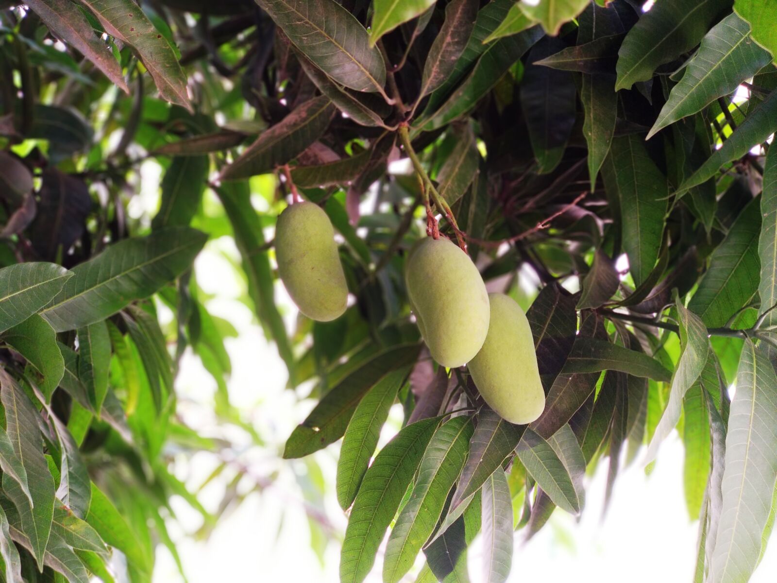 Xiaomi Mi A1 sample photo. Tree, mango, green photography