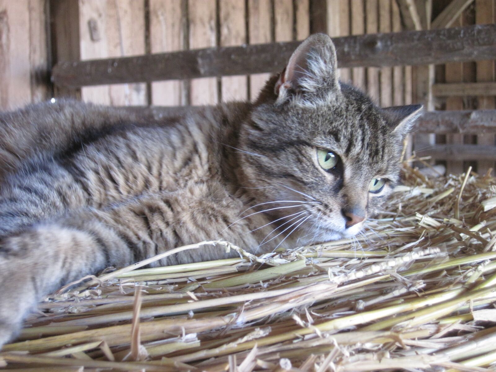 Canon PowerShot D10 sample photo. Cat, mackerel, straw photography