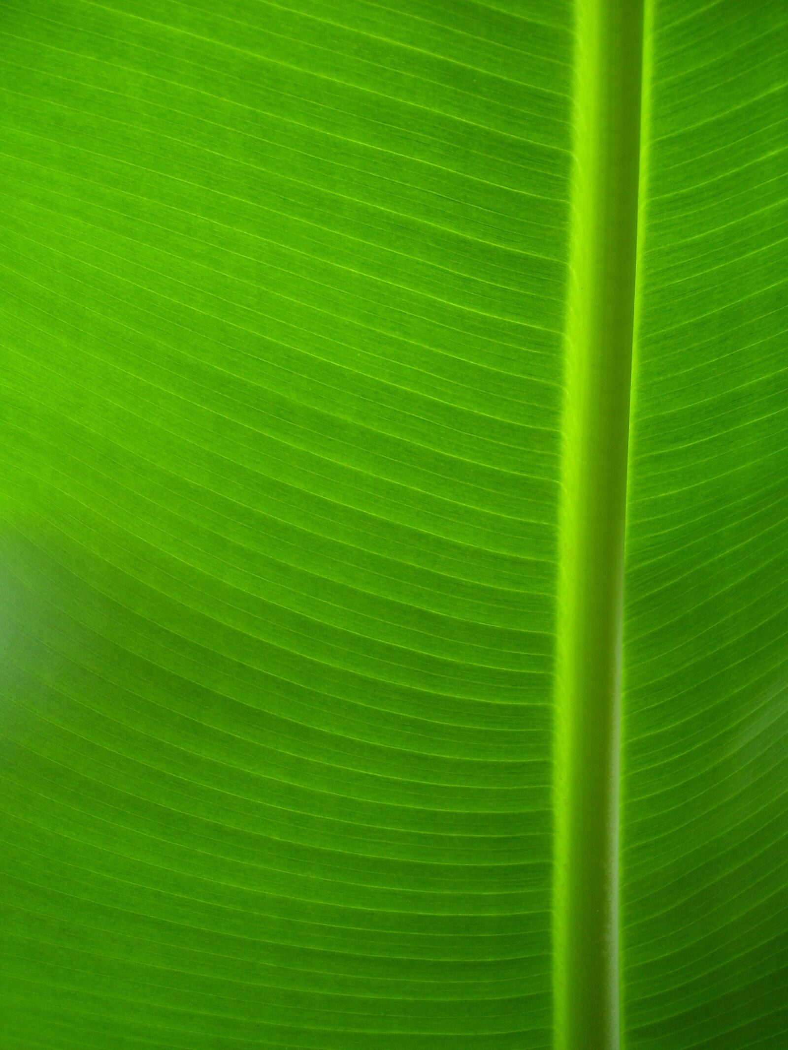 Kodak EASYSHARE C533 ZOOM DIGITAL CAMERA sample photo. Plant, green, leaf photography