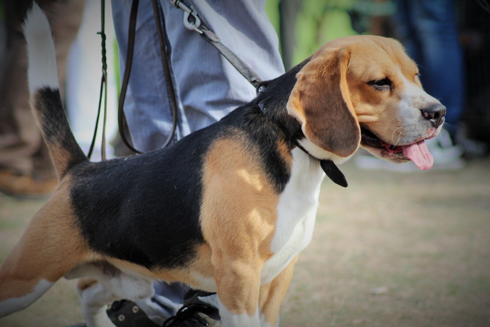 Canon EOS 1200D (EOS Rebel T5 / EOS Kiss X70 / EOS Hi) sample photo. Dog, inmate, a friend photography