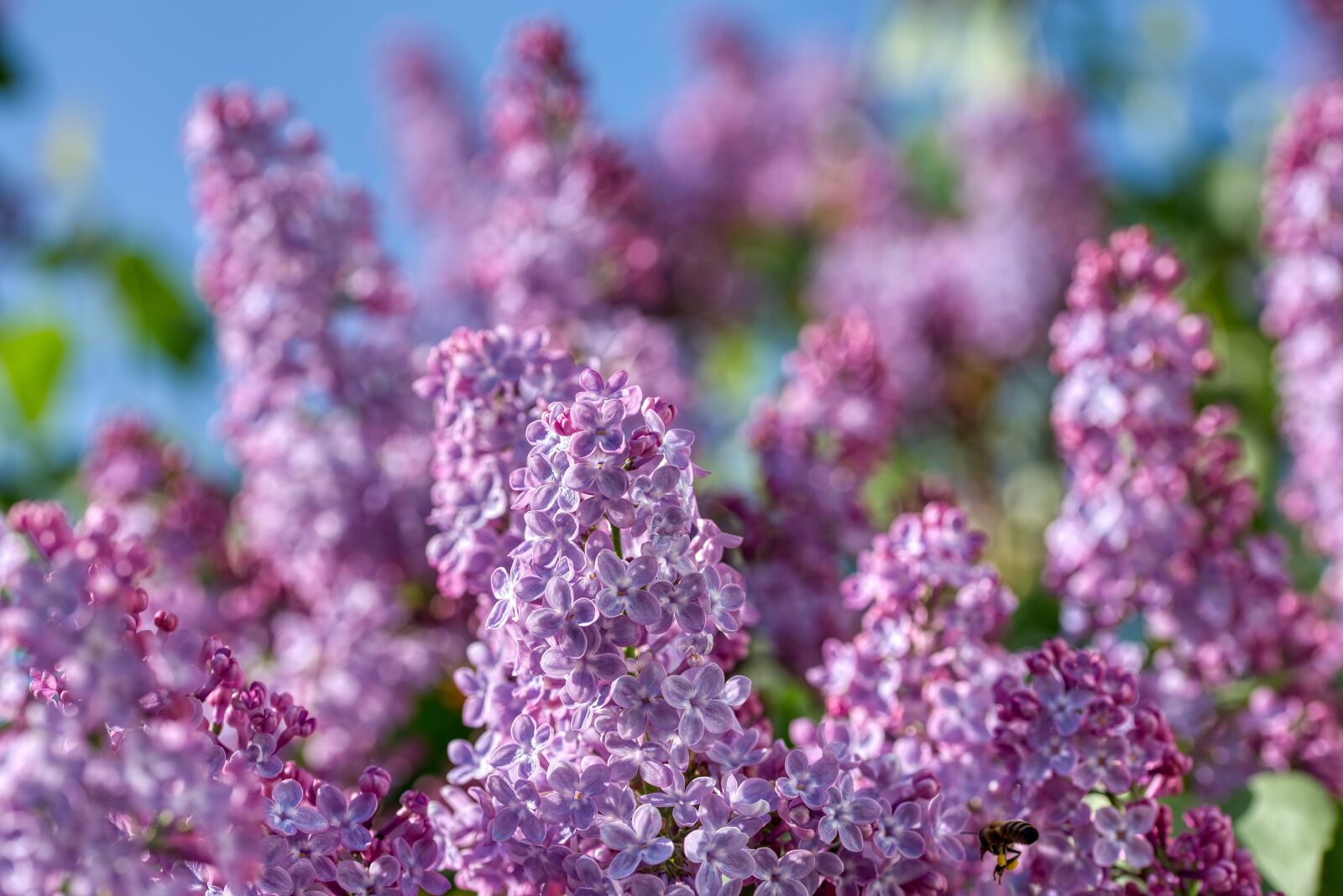 Nikon D750 sample photo. Lilac, olive crop, purple photography