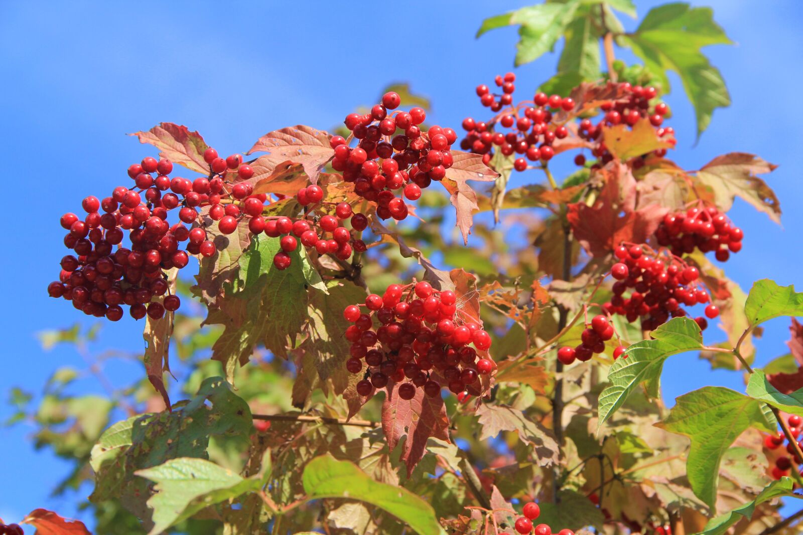Canon EOS 60D sample photo. Summer, autumn, rowan photography