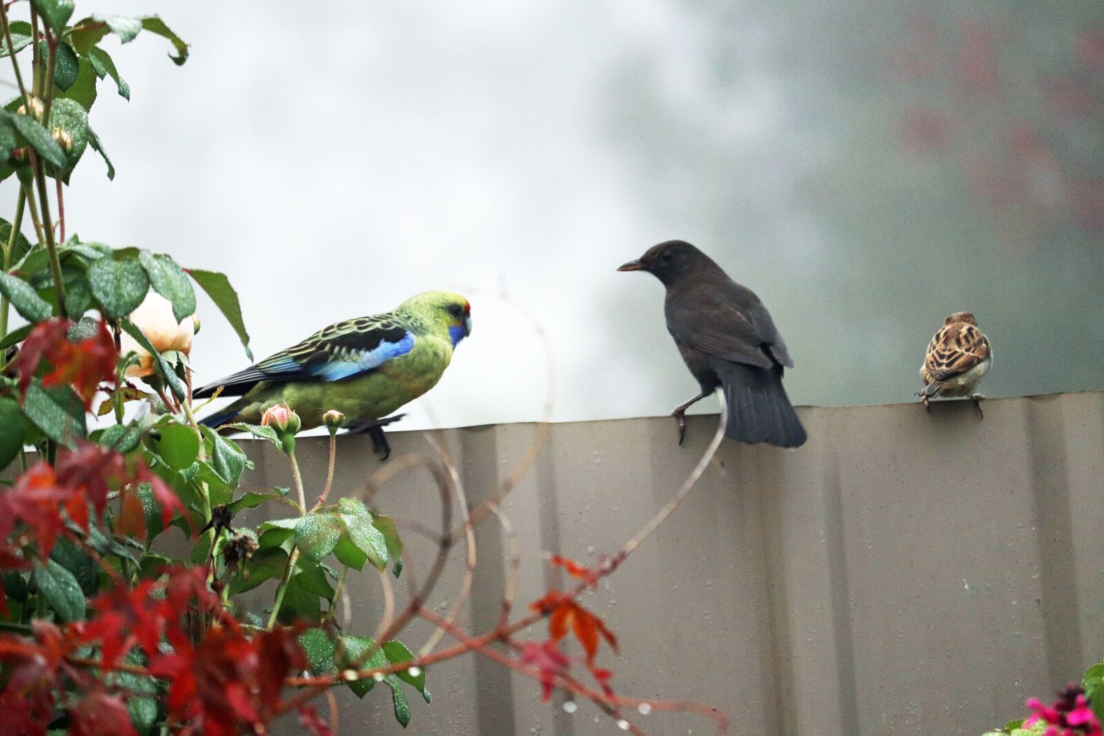 Canon EOS 800D (EOS Rebel T7i / EOS Kiss X9i) sample photo. Birds, fog, mist photography