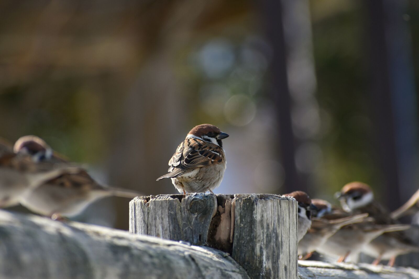 Nikon D7200 sample photo. Animal, wood, bird photography