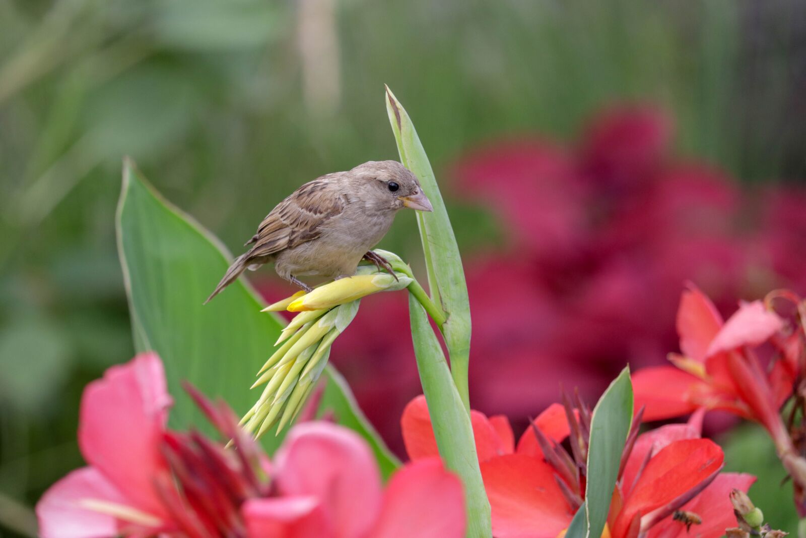 Canon EF-S 55-250mm F4-5.6 IS STM sample photo. Bird, flower, green photography