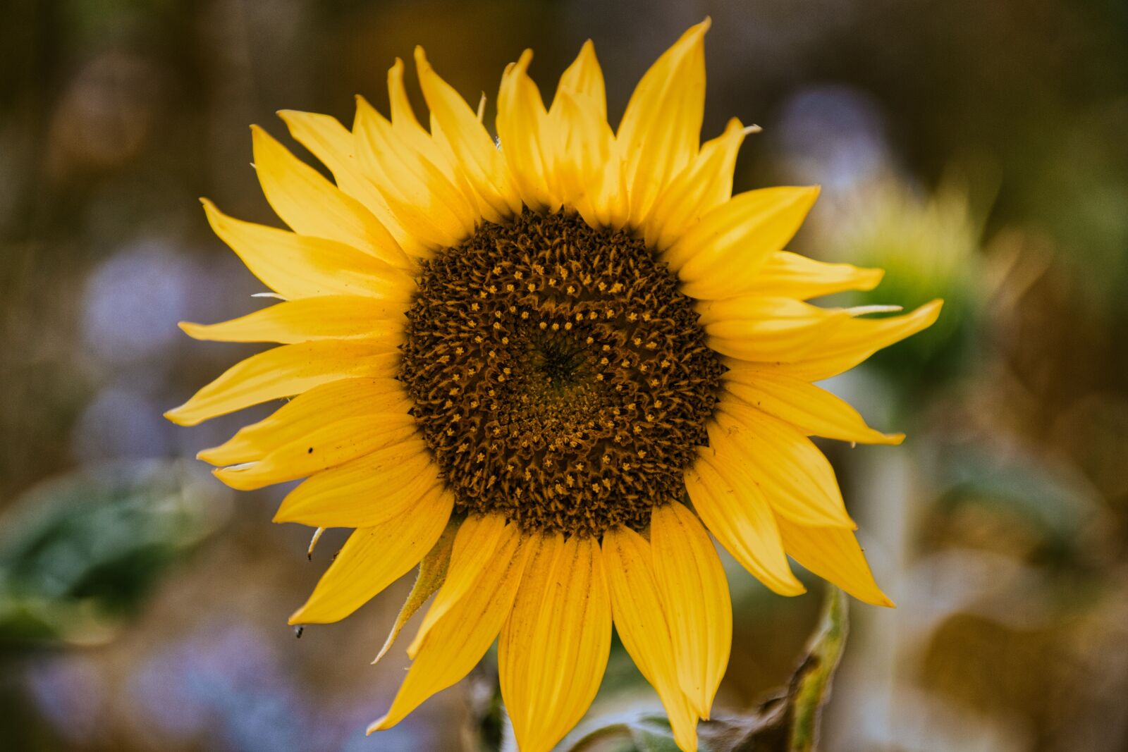 Canon EOS 200D (EOS Rebel SL2 / EOS Kiss X9) sample photo. Sunflower, blossom, bloom photography