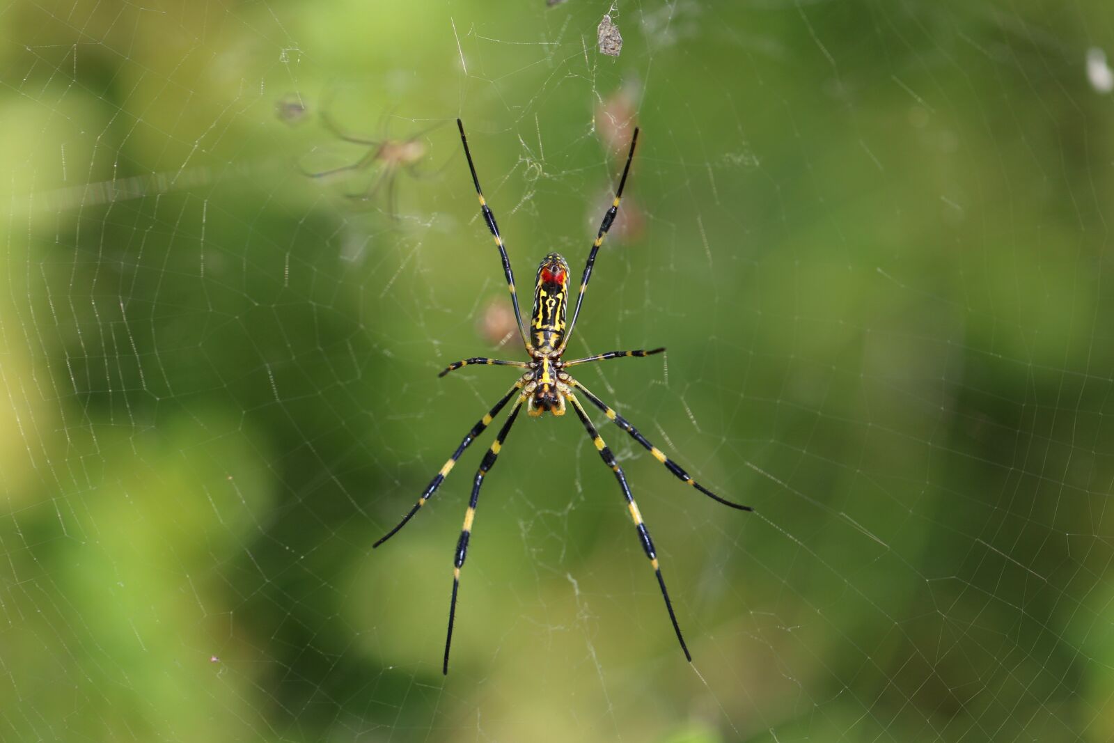 Canon EOS 7D Mark II + Canon EF 100mm F2.8L Macro IS USM sample photo. Spider, spider web, cobweb photography