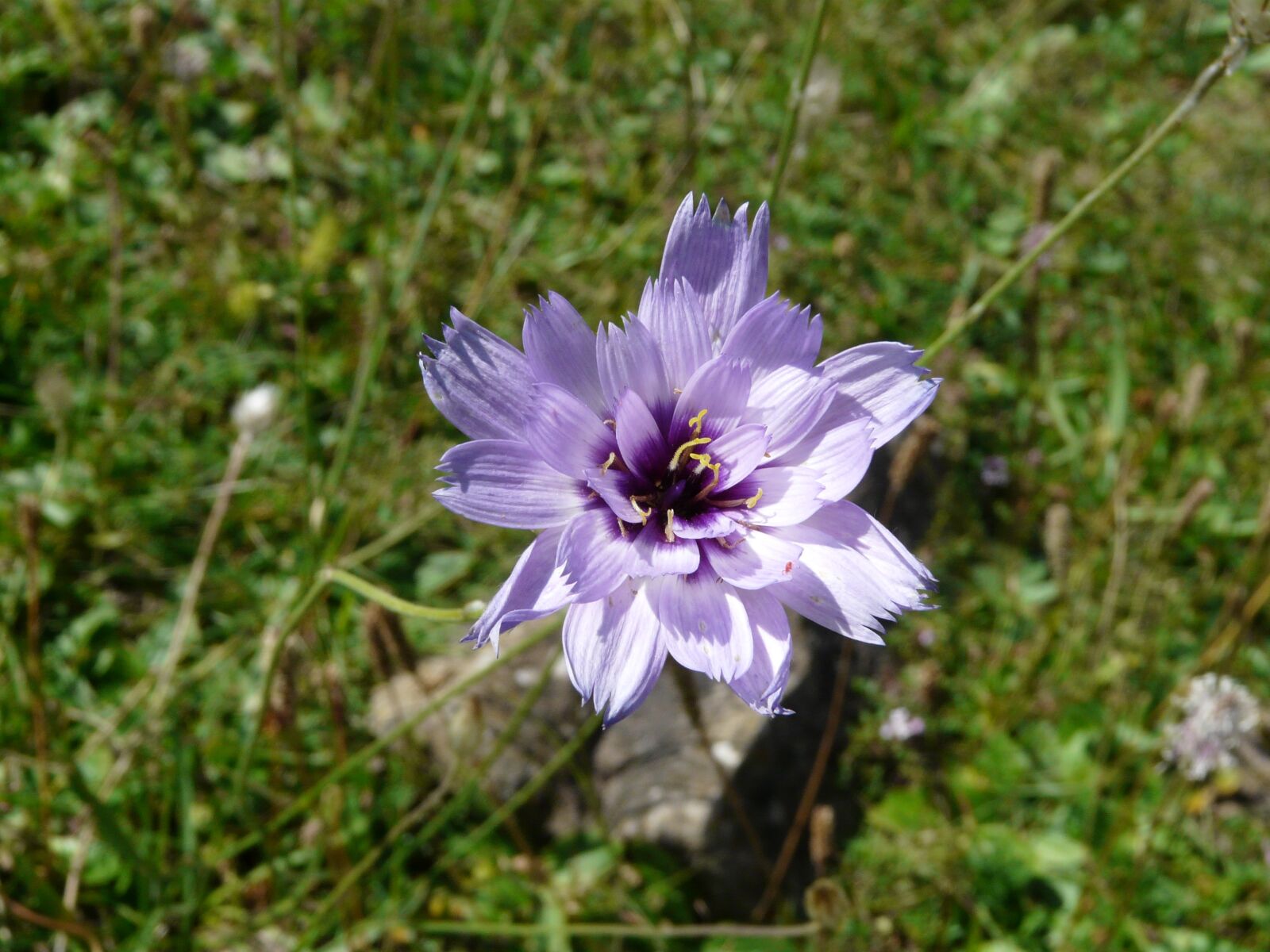 Panasonic DMC-FZ18 sample photo. Flower, nature, mountain photography