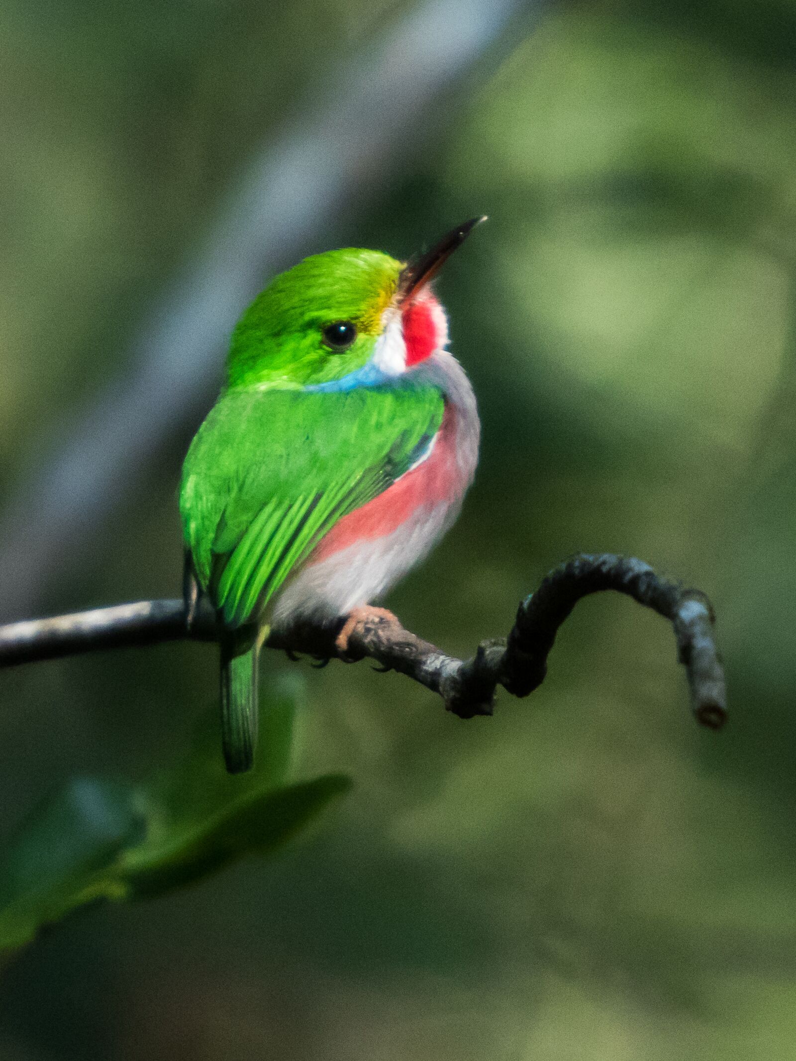 Canon EF 70-200mm F2.8L IS USM sample photo. Cuba, cienaga de zapata photography