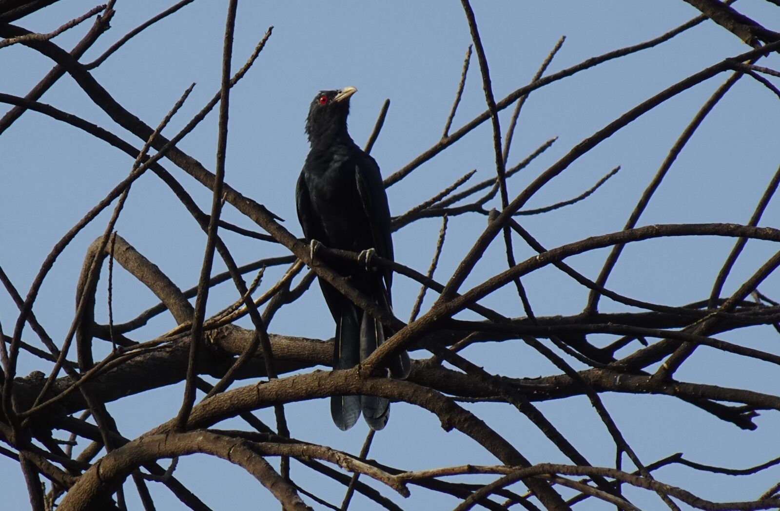 Sony DSC-WX800 sample photo. Bird, koel, asian photography