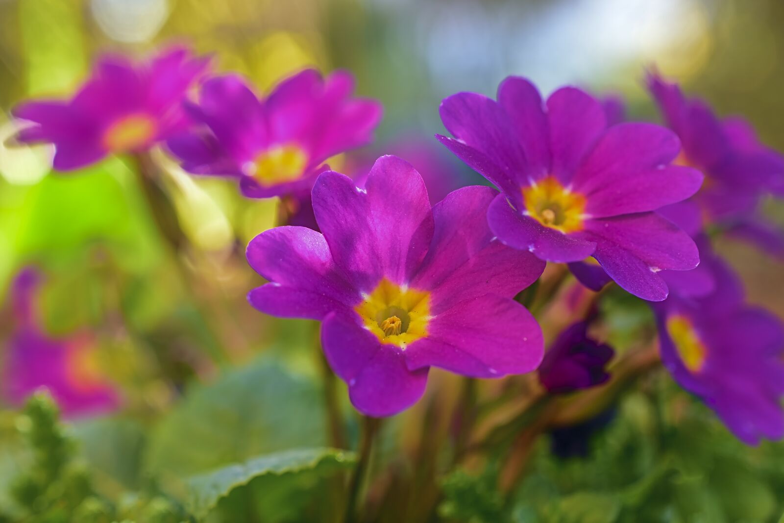 Nikon D5600 sample photo. Kissenprimel, primrose, spring flowers photography