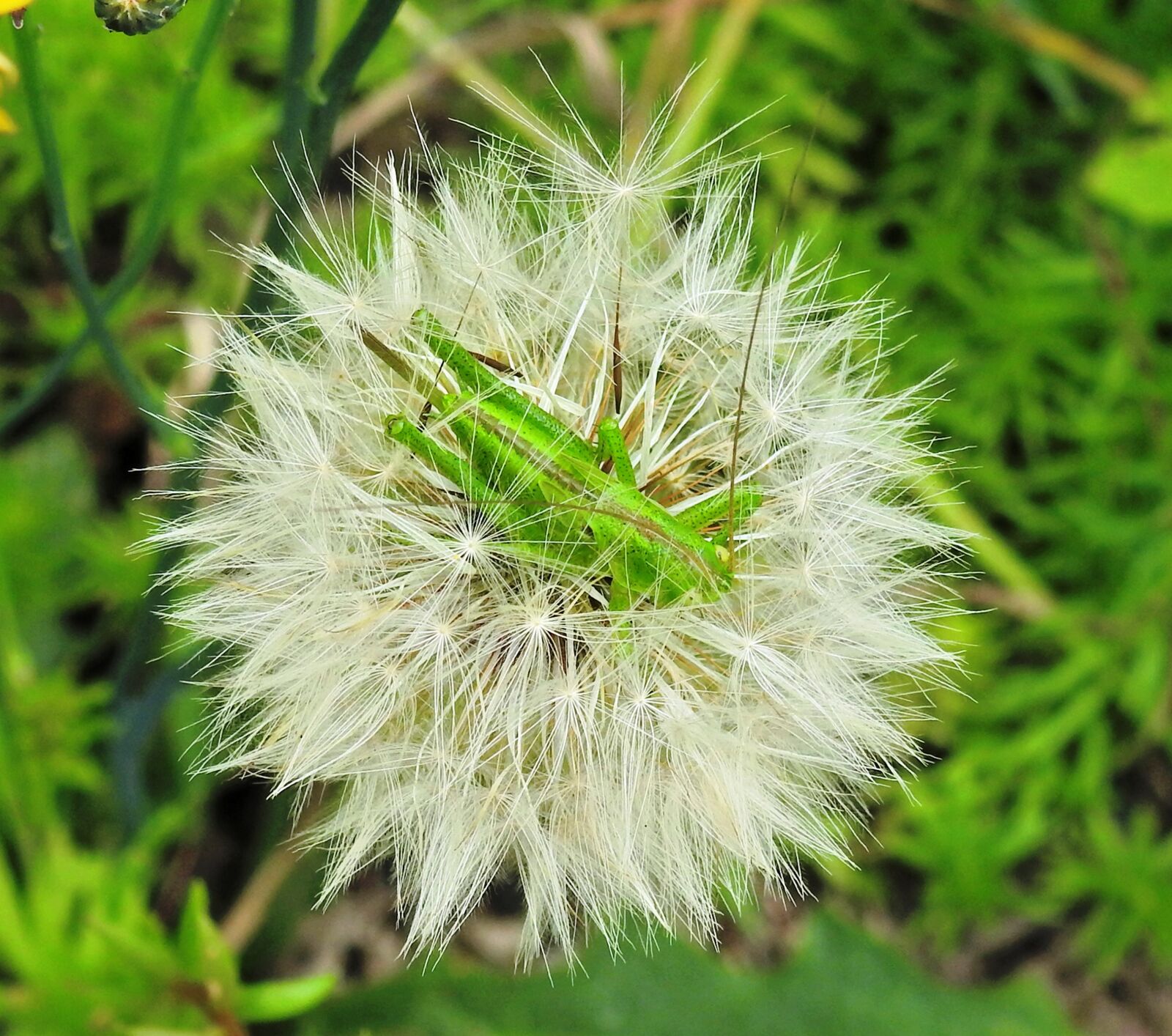 Nikon Coolpix P900 sample photo. Insect, grasshopper, green photography