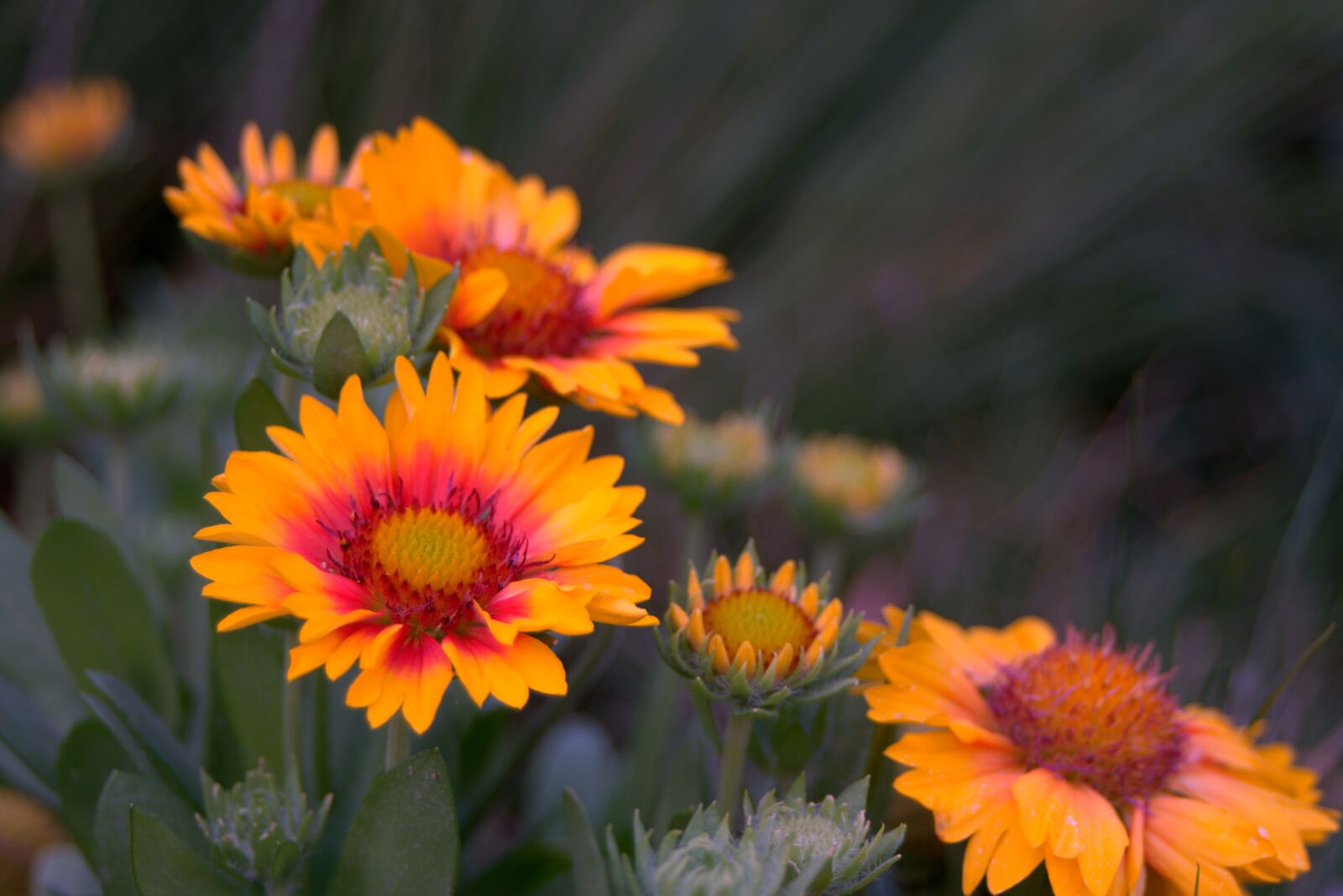 Pentax K-S2 sample photo. Yellow, flower, astra photography