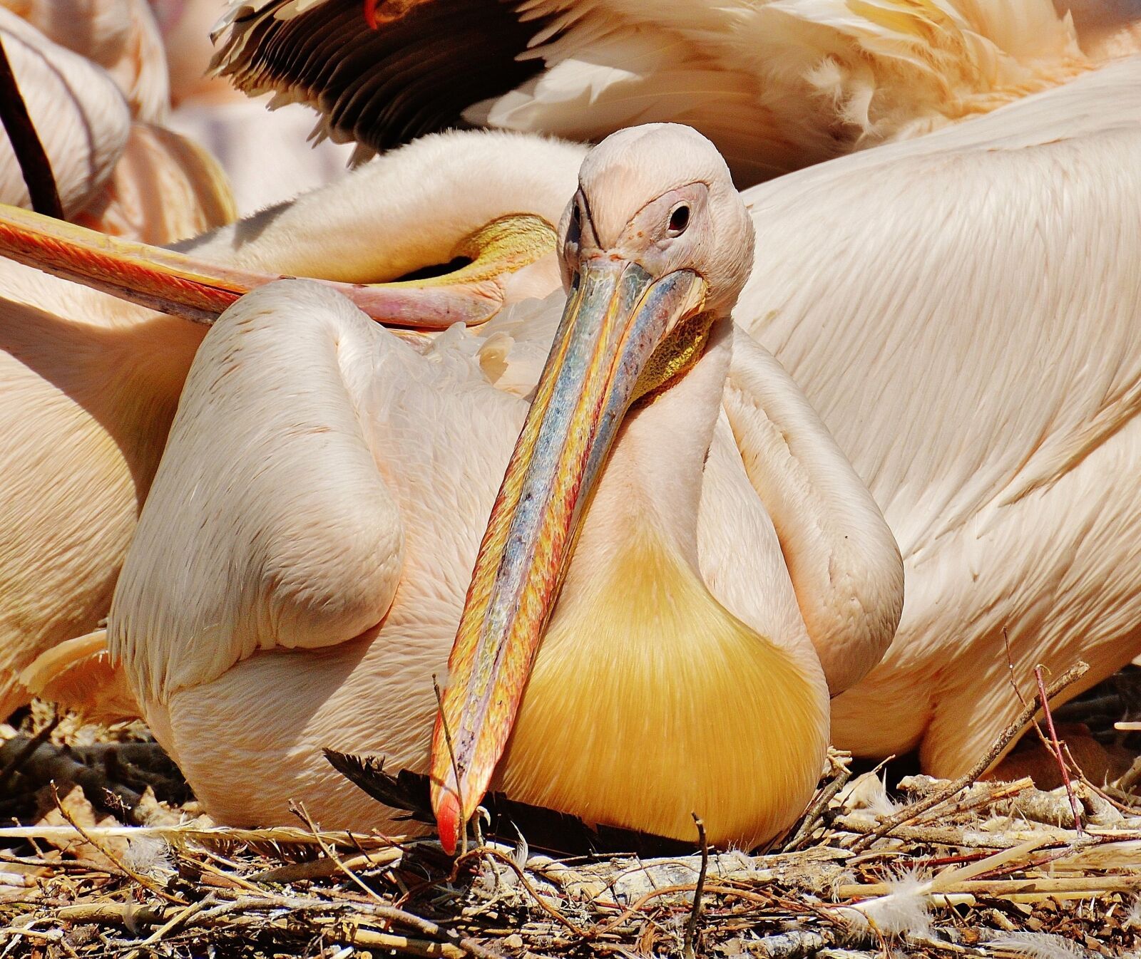 Nikon D3200 sample photo. Pelikan, bird, bill photography