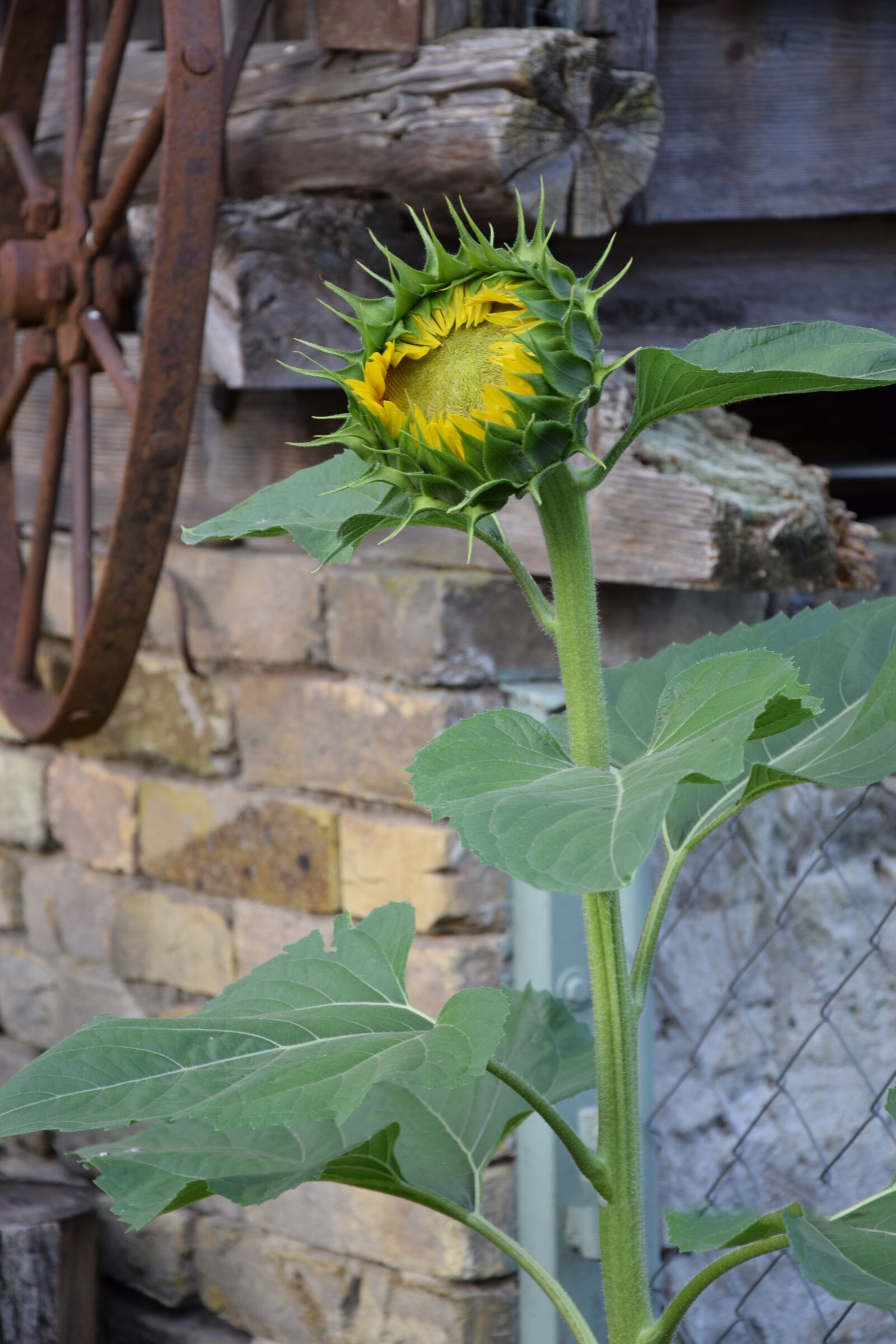 Nikon D3300 sample photo. Sunflower, nature, yellow photography