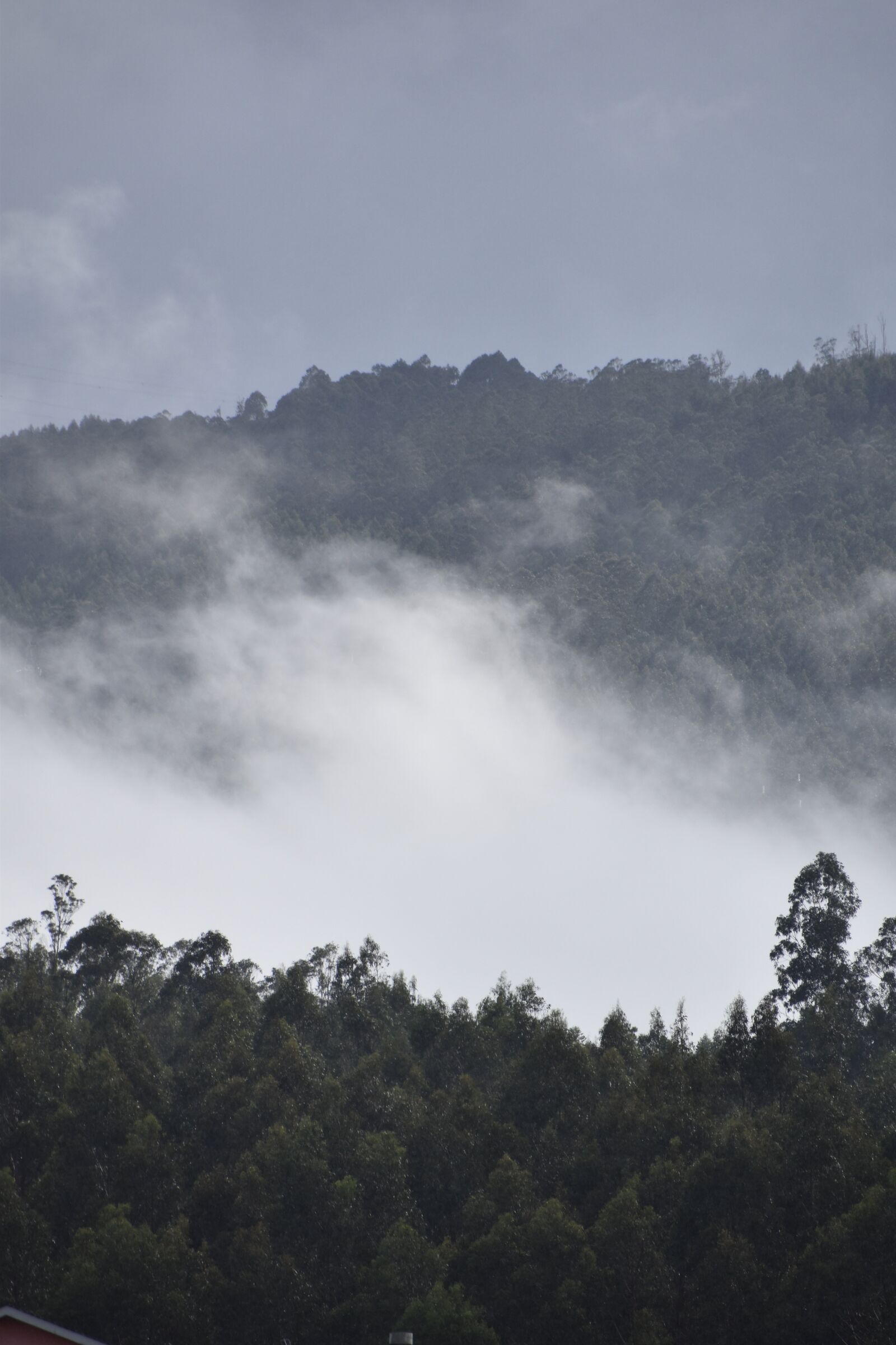 Nikon D5600 sample photo. Fog, forest, winter photography