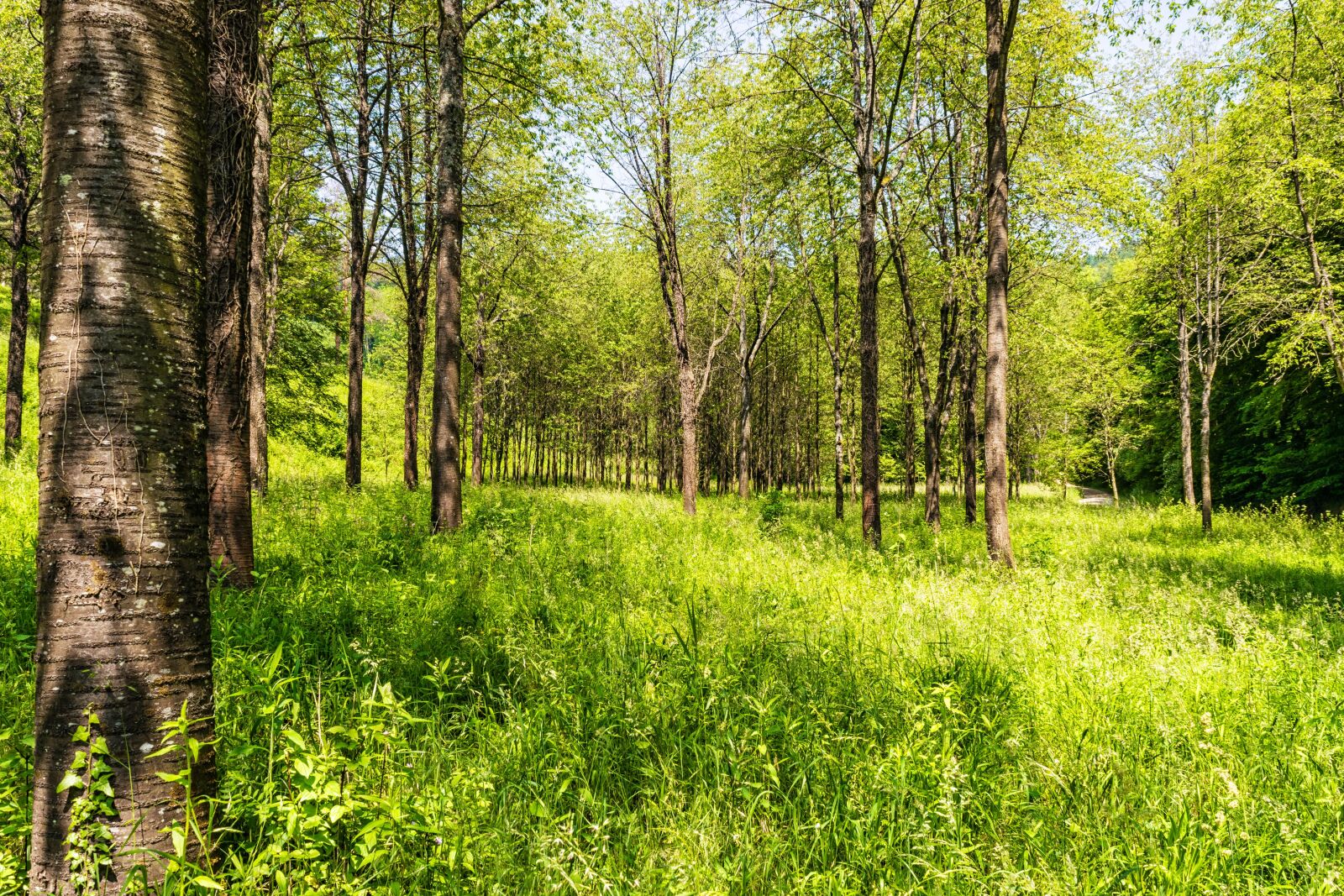 Nikon D3300 sample photo. Forest, recovery, clean photography
