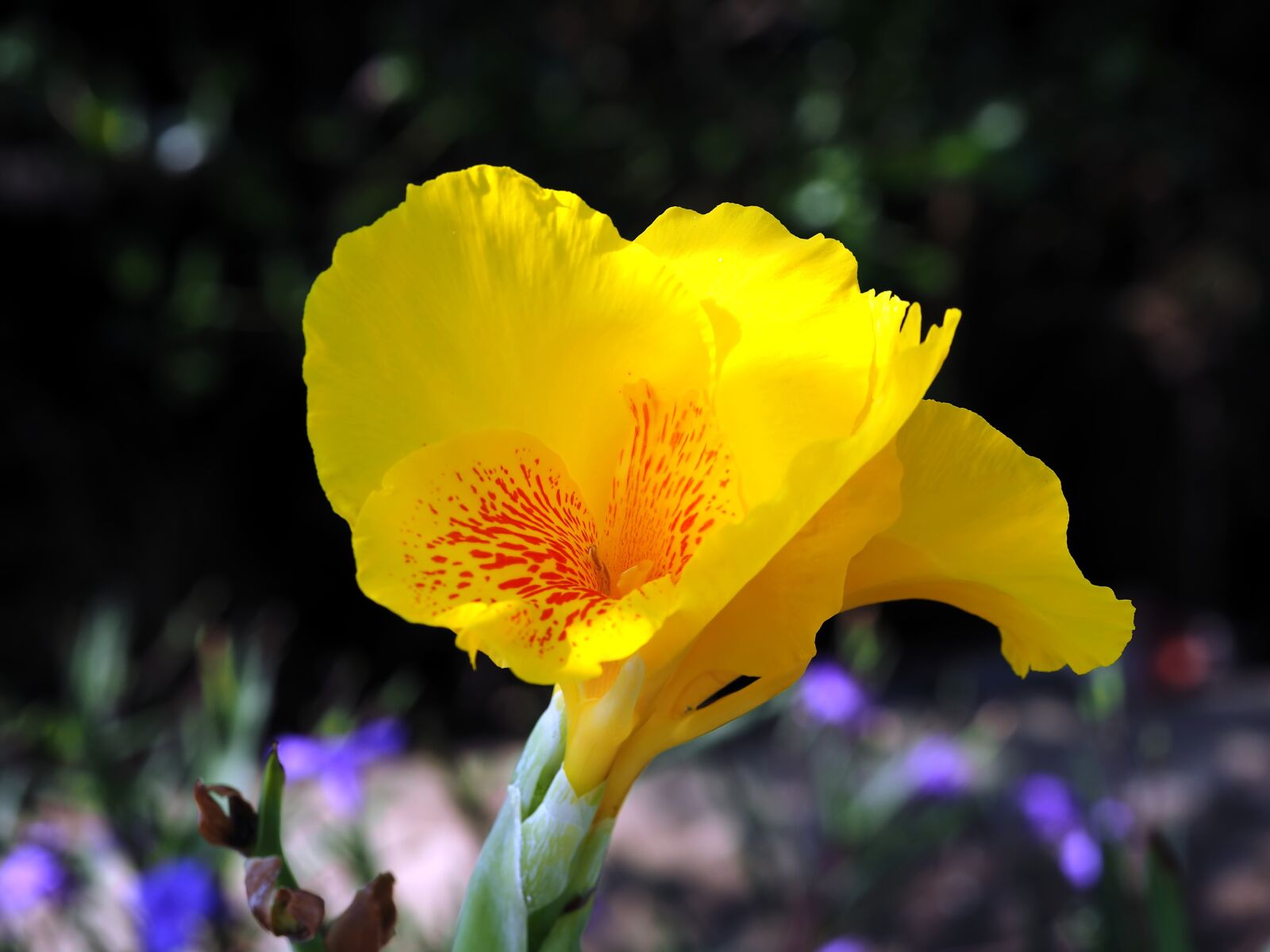 Olympus OM-D E-M1 sample photo. Yellow flower, colorful, plant photography