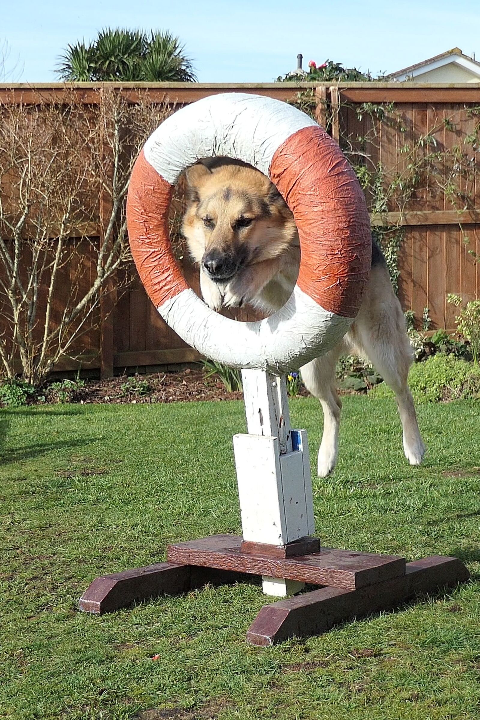 Panasonic DC-TZ200 sample photo. Dog, german shepherd dog photography