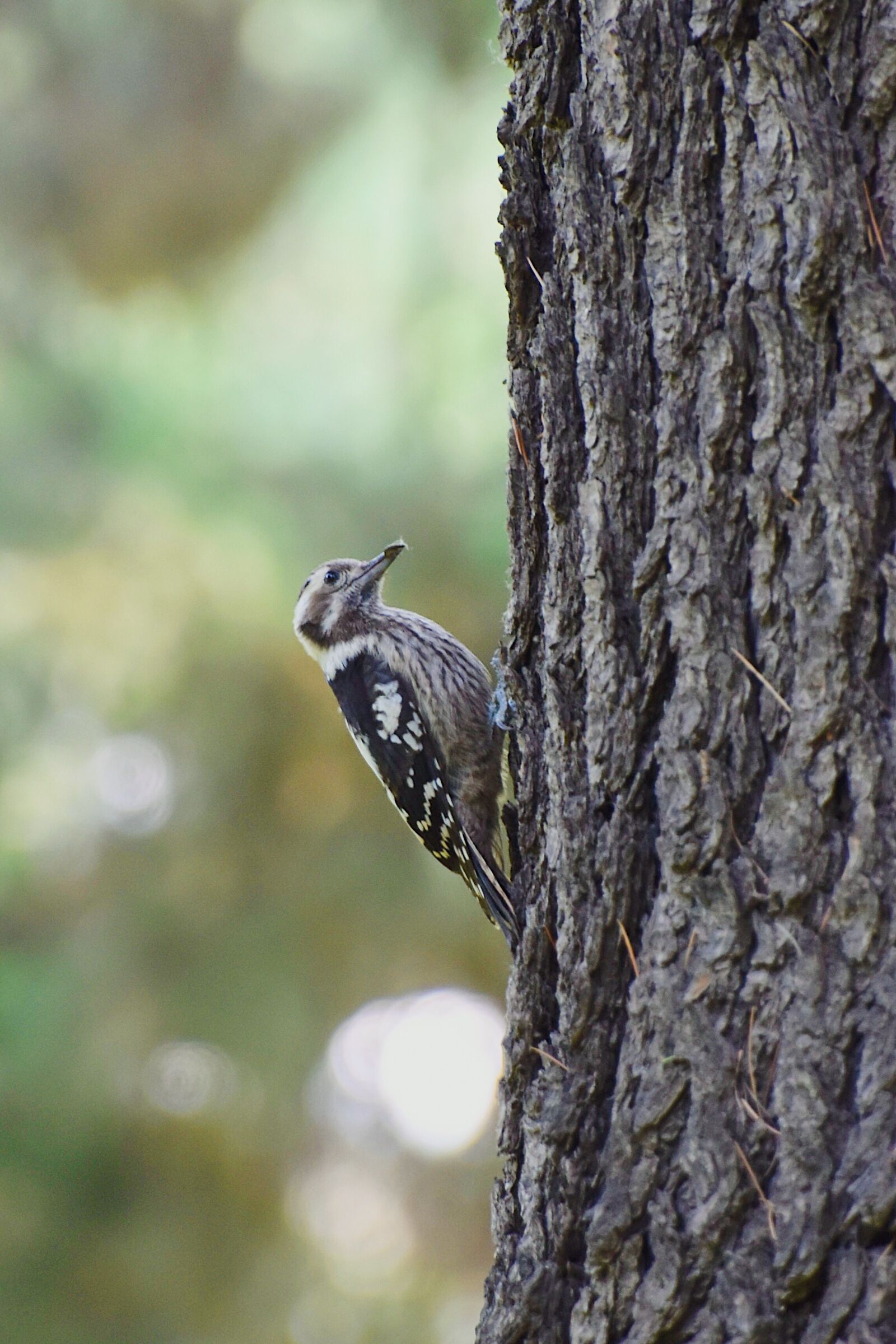 Nikon D7200 sample photo. Bird, birds, forest photography