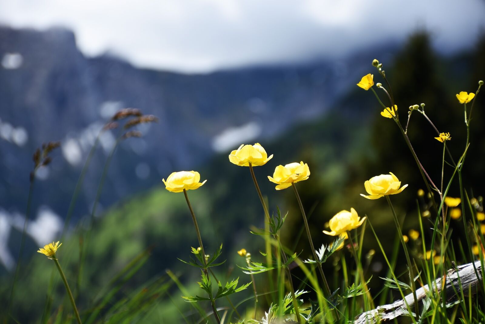 Nikon D7200 sample photo. Alpine flowers, grasses, meadow photography
