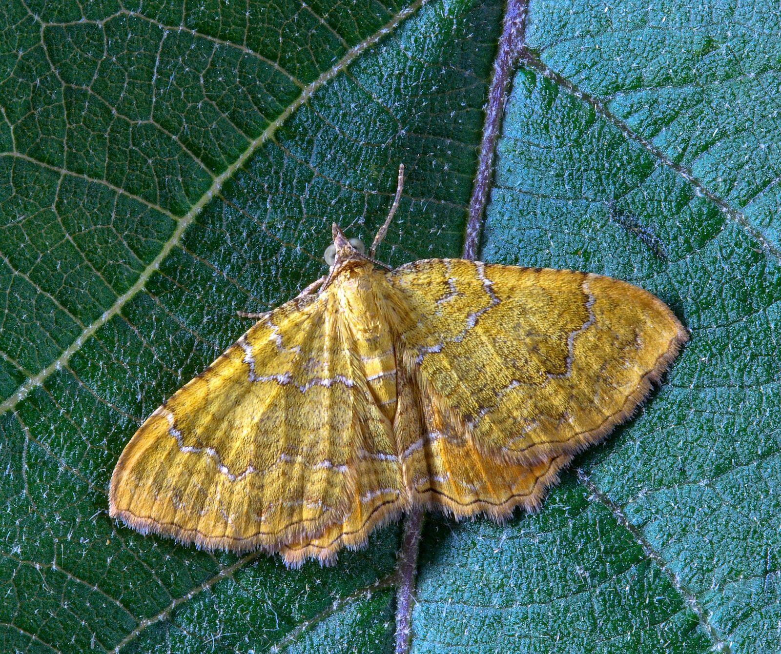 Canon EOS 400D (EOS Digital Rebel XTi / EOS Kiss Digital X) sample photo. Moth, yellow-shell, insect photography