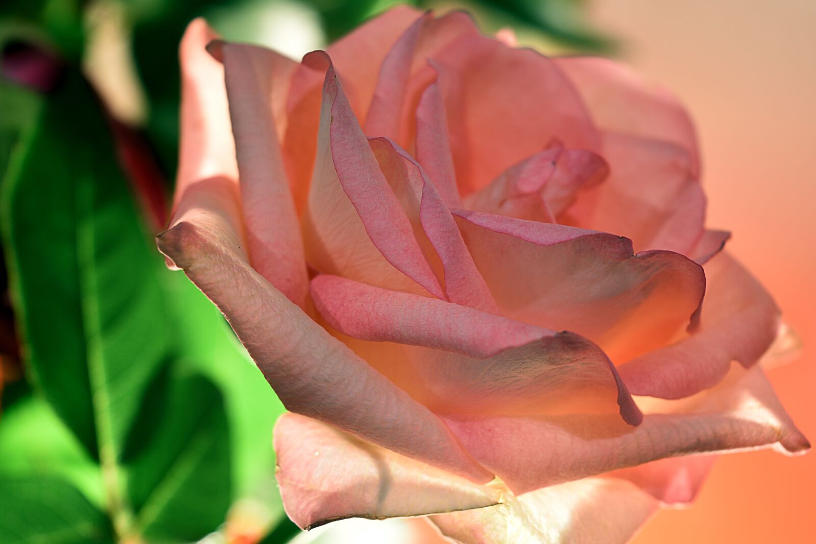 Nikon D5500 sample photo. Rose, rose flower, rose photography