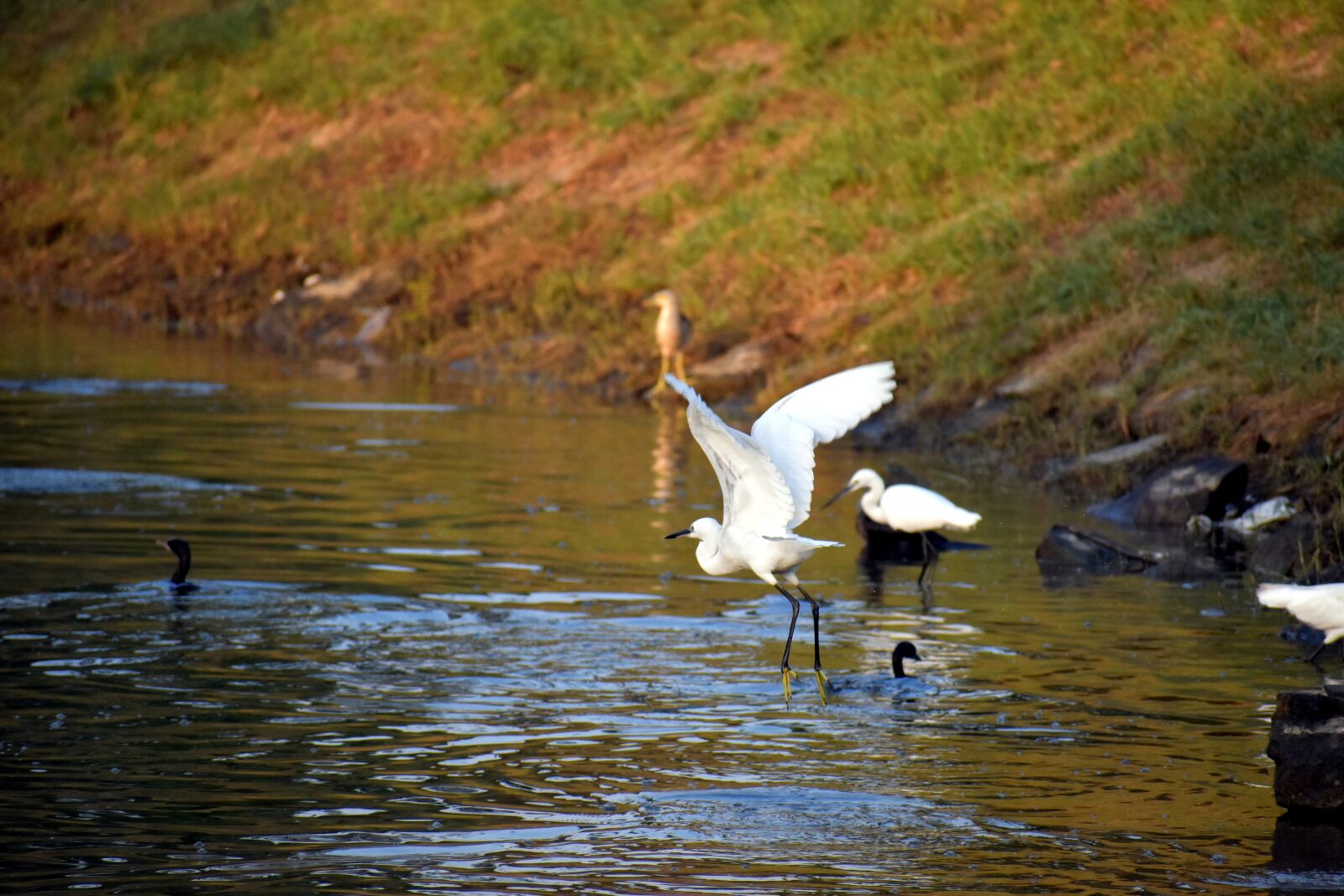 Nikon D5600 sample photo. Crane flying, aquatic birds photography