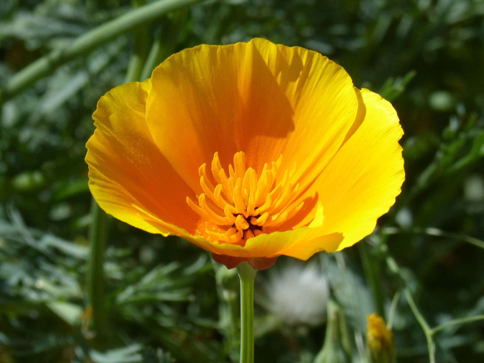 Panasonic DMC-FZ62 sample photo. California poppy, orange flower photography