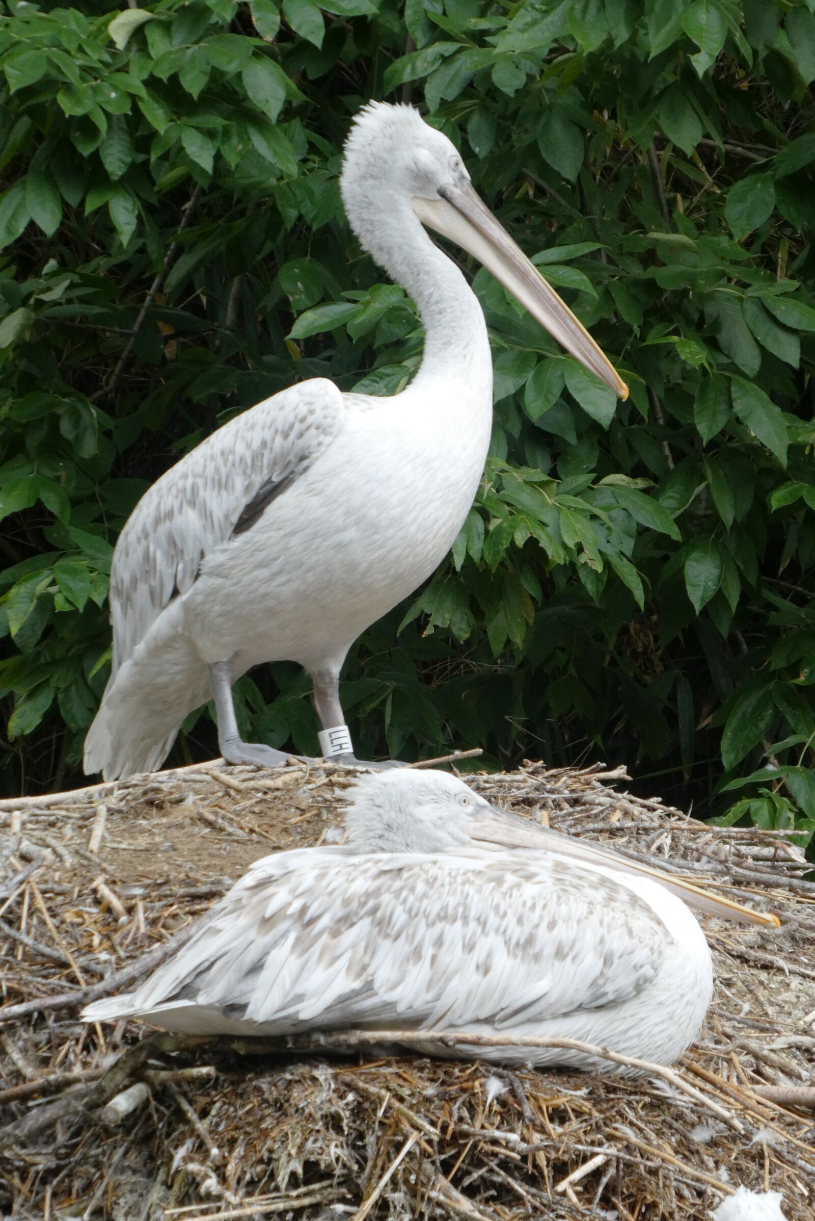 Panasonic Lumix DC-ZS70 (Lumix DC-TZ90) sample photo. Pelican, beak, bird photography