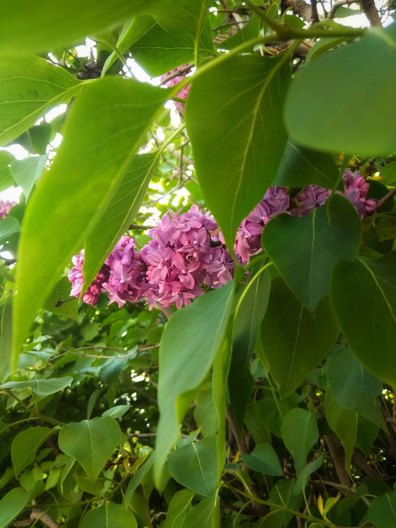 Xiaomi Redmi Note 5A sample photo. Lilac, spring, may photography