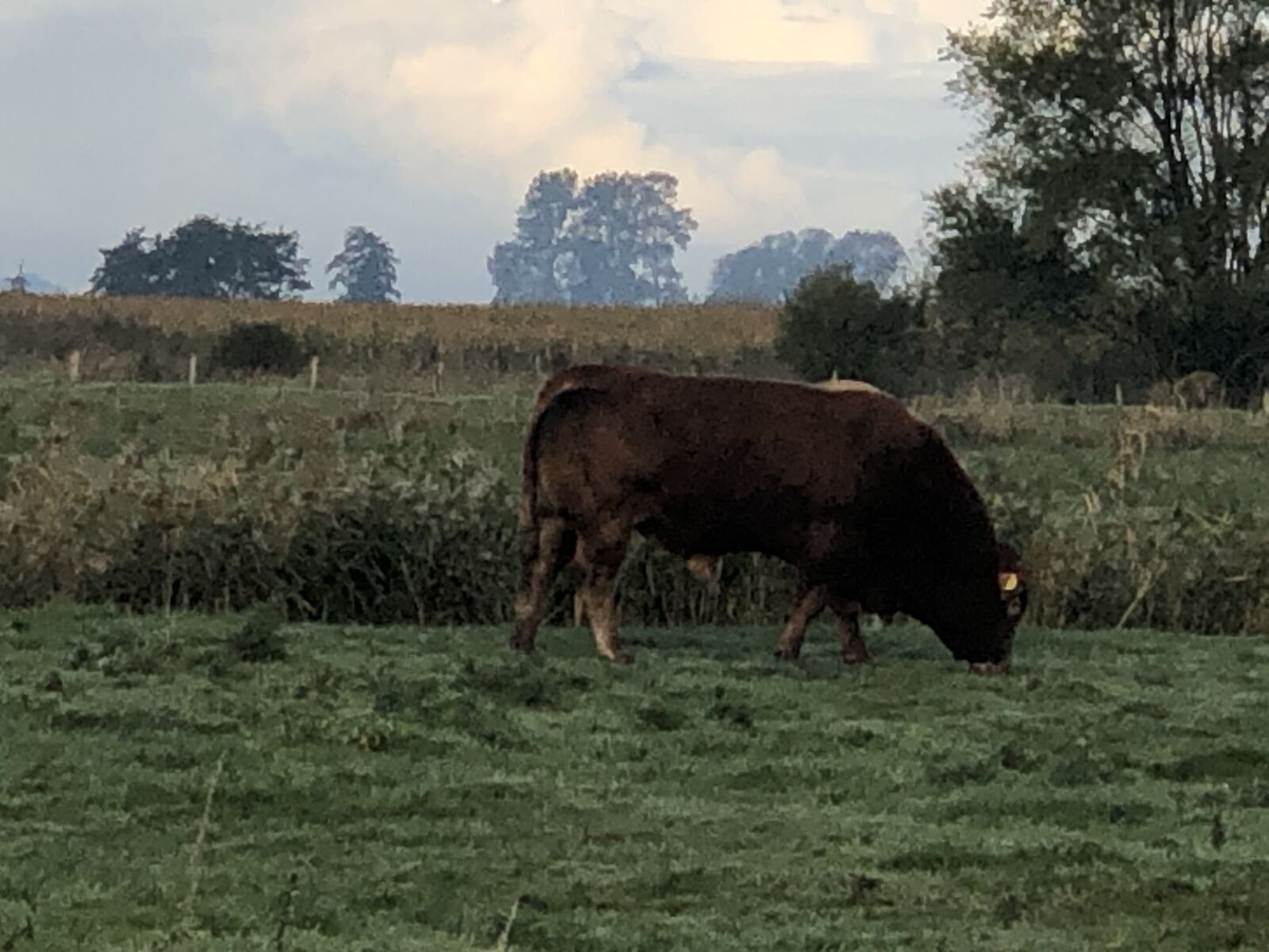 Apple iPhone X sample photo. Bull, pasture, beef photography