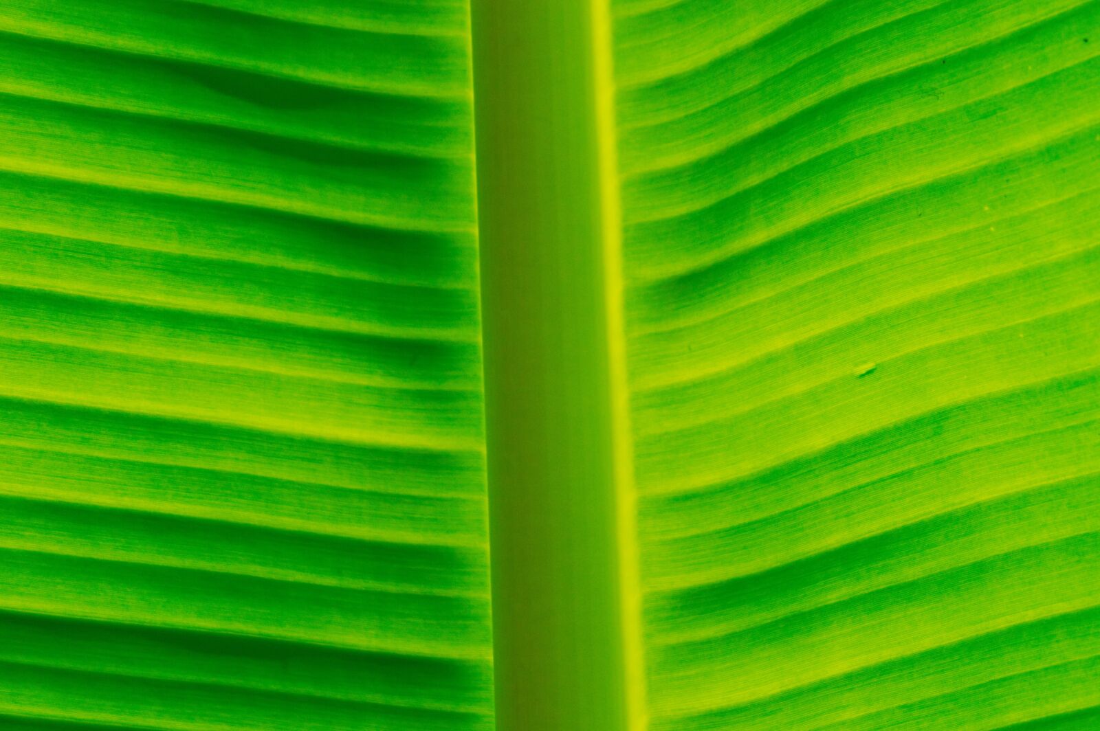 Nikon D3200 sample photo. Costa rica, leaf, backlight photography