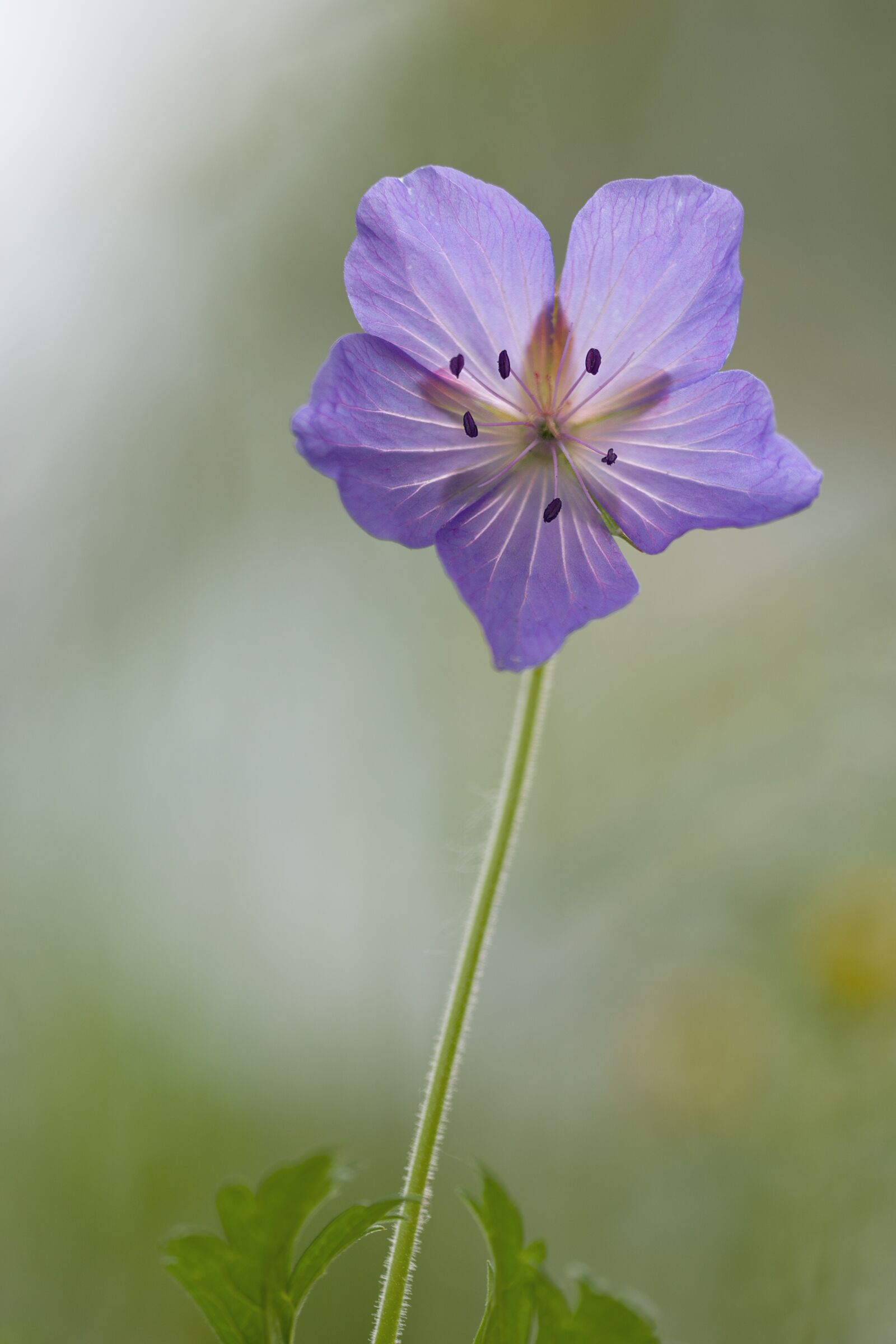Nikon D7100 sample photo. Forest storchschnabel, flower, macro photography