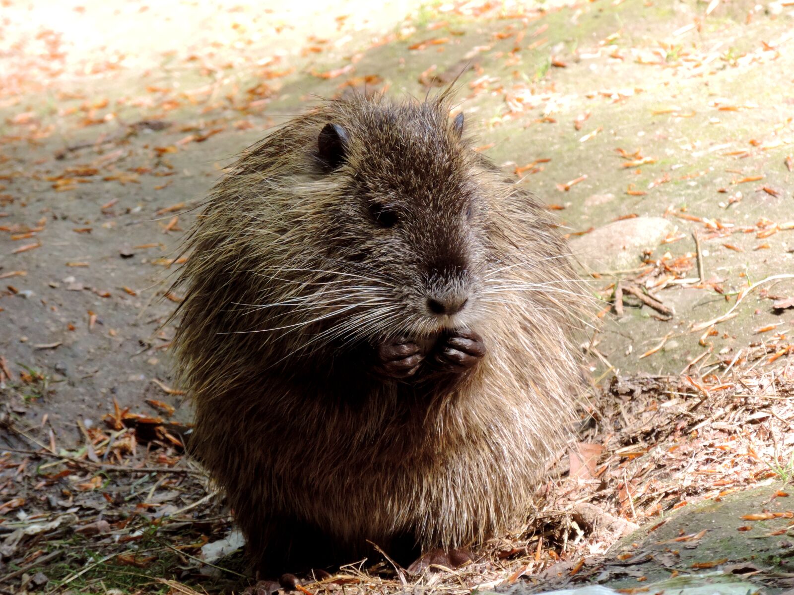 Nikon Coolpix P520 sample photo. Nutria, rodent, mammal photography