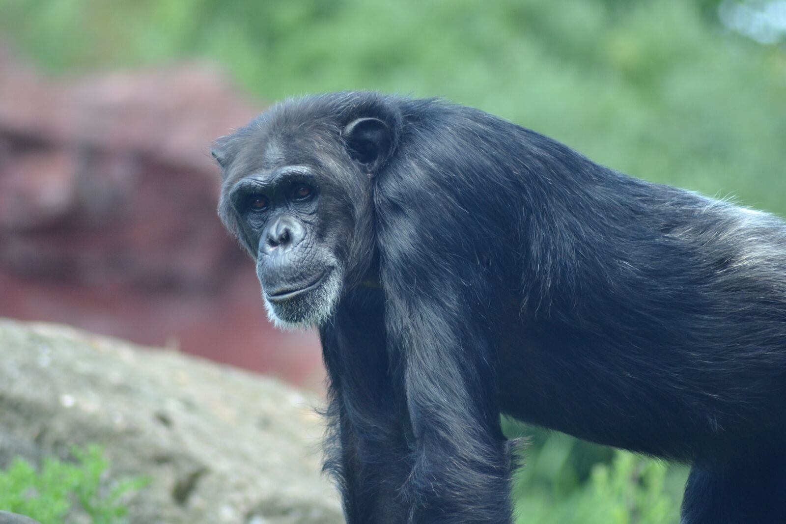 Nikon D3100 sample photo. Zoo, close up, chimpanzee photography