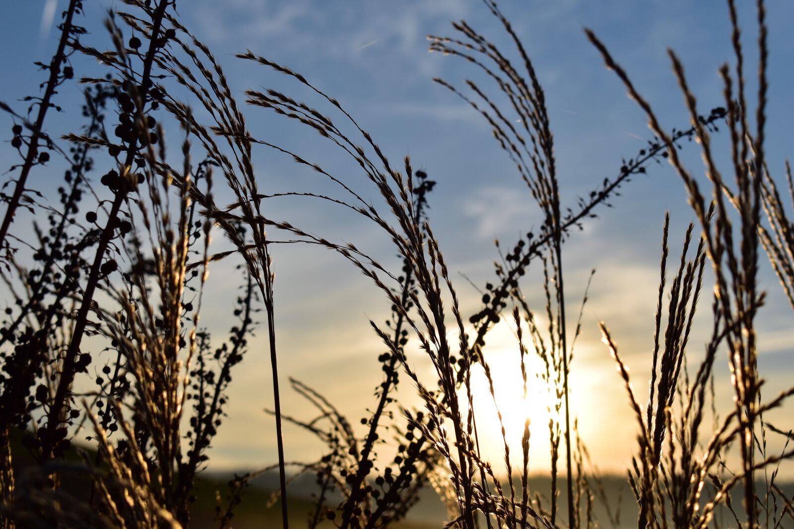 Nikon D5500 sample photo. Grasses, nature, backlighting photography