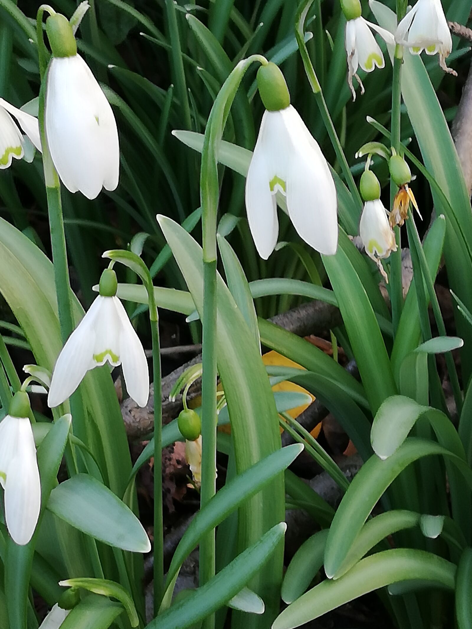 HUAWEI Mate 10 Lite sample photo. Spring, plant, nature photography