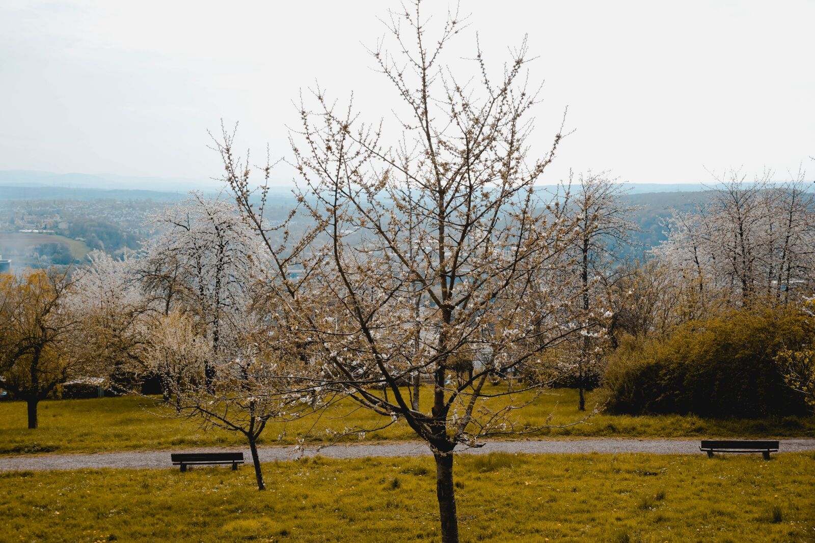 Sony a6000 sample photo. Tree, nature, landscape photography