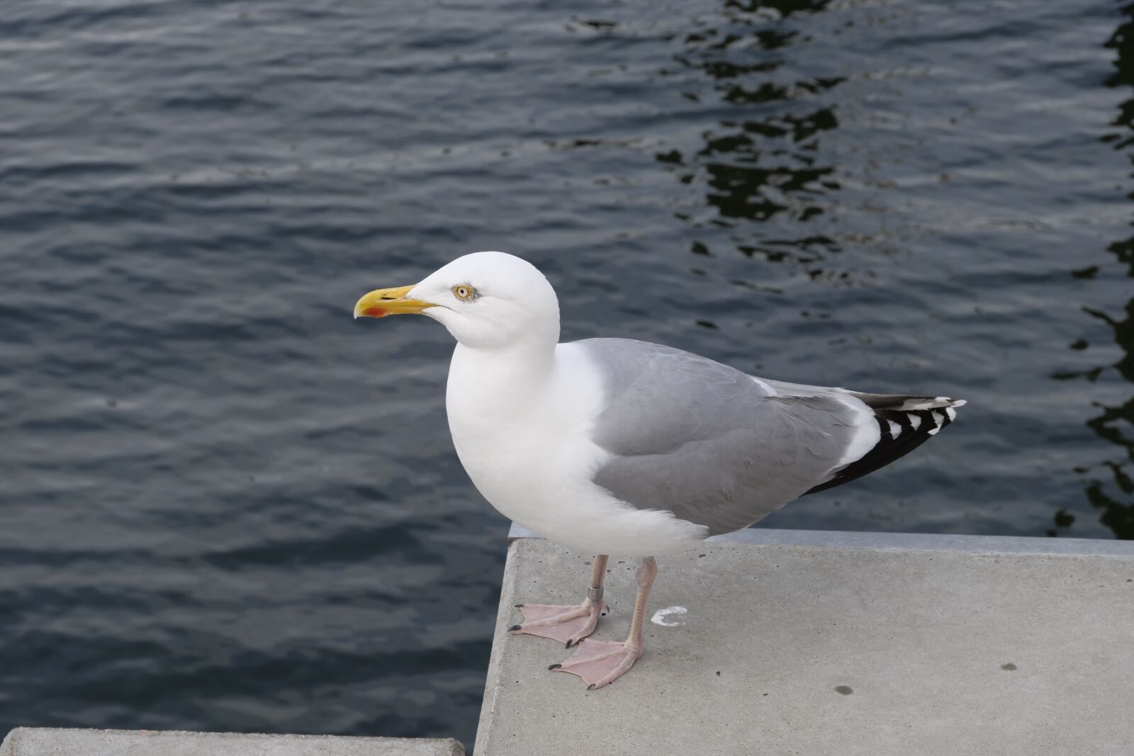 Panasonic Lumix DC-G9 sample photo. Animal world, birds, seagull photography