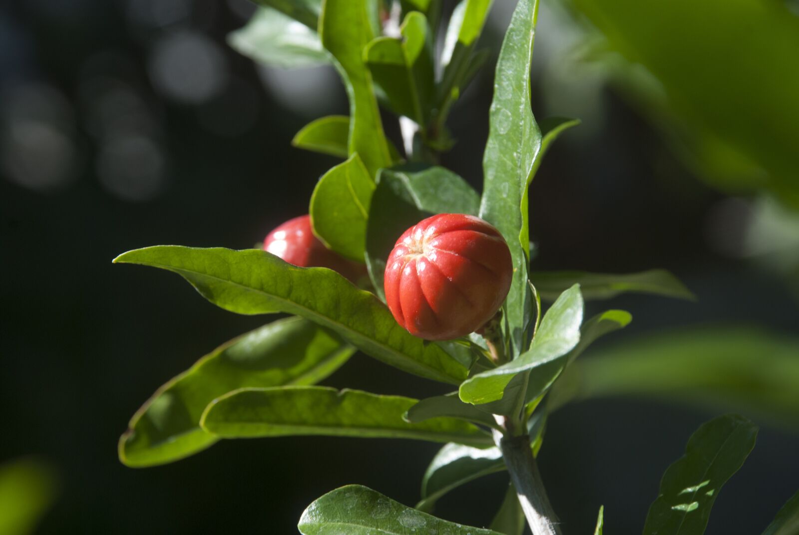 Nikon D80 sample photo. Nature, garden, flower photography