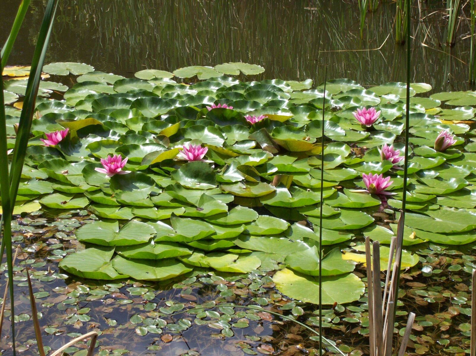 Kodak EASYSHARE C613 ZOOM DIGITAL CAMERA sample photo. Plant, waterlily photography