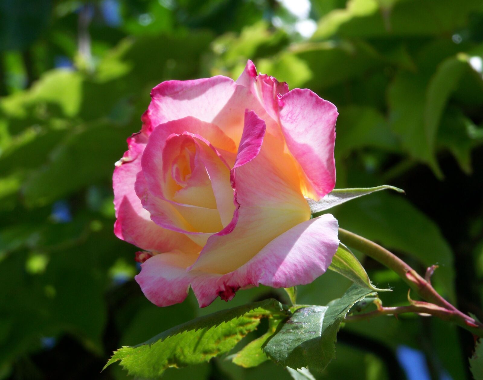 Kodak EASYSHARE ZD710 ZOOM DIGITAL CAMERA sample photo. Rose, summer flower, garden photography