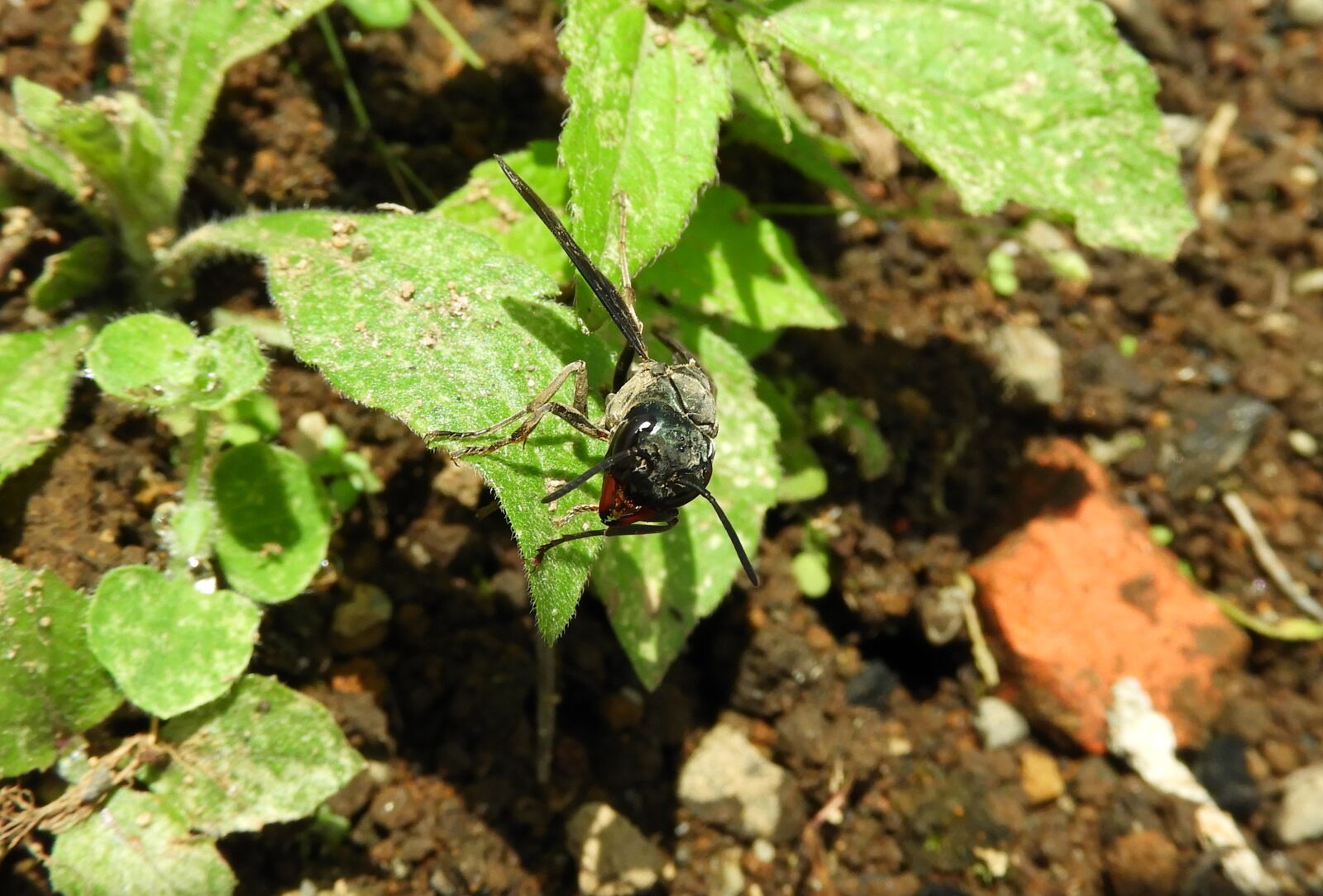 Nikon Coolpix B700 sample photo. Nature, insect, leaf photography