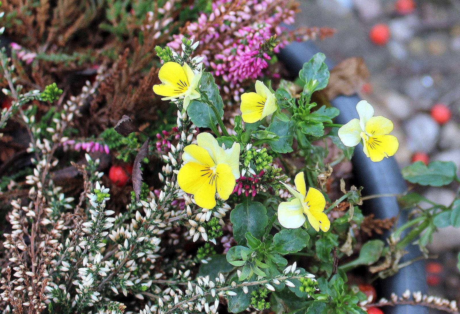 Canon EOS 1200D (EOS Rebel T5 / EOS Kiss X70 / EOS Hi) sample photo. Autumn composition, decoration, flowers photography