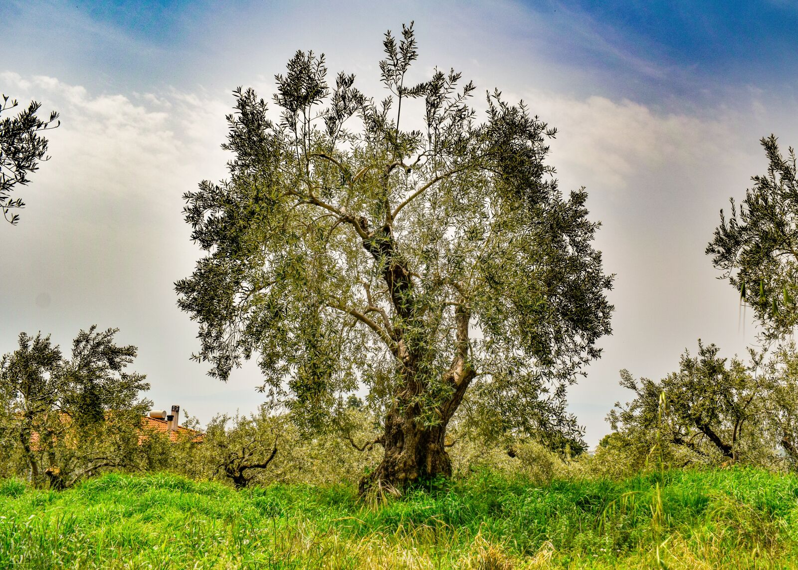 Nikon D3300 sample photo. Olive grove, olive tree photography