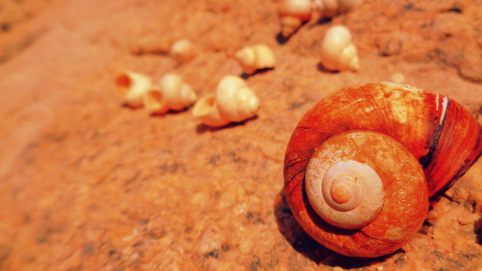 Sony Cyber-shot DSC-W830 sample photo. Seashells, summertime photography