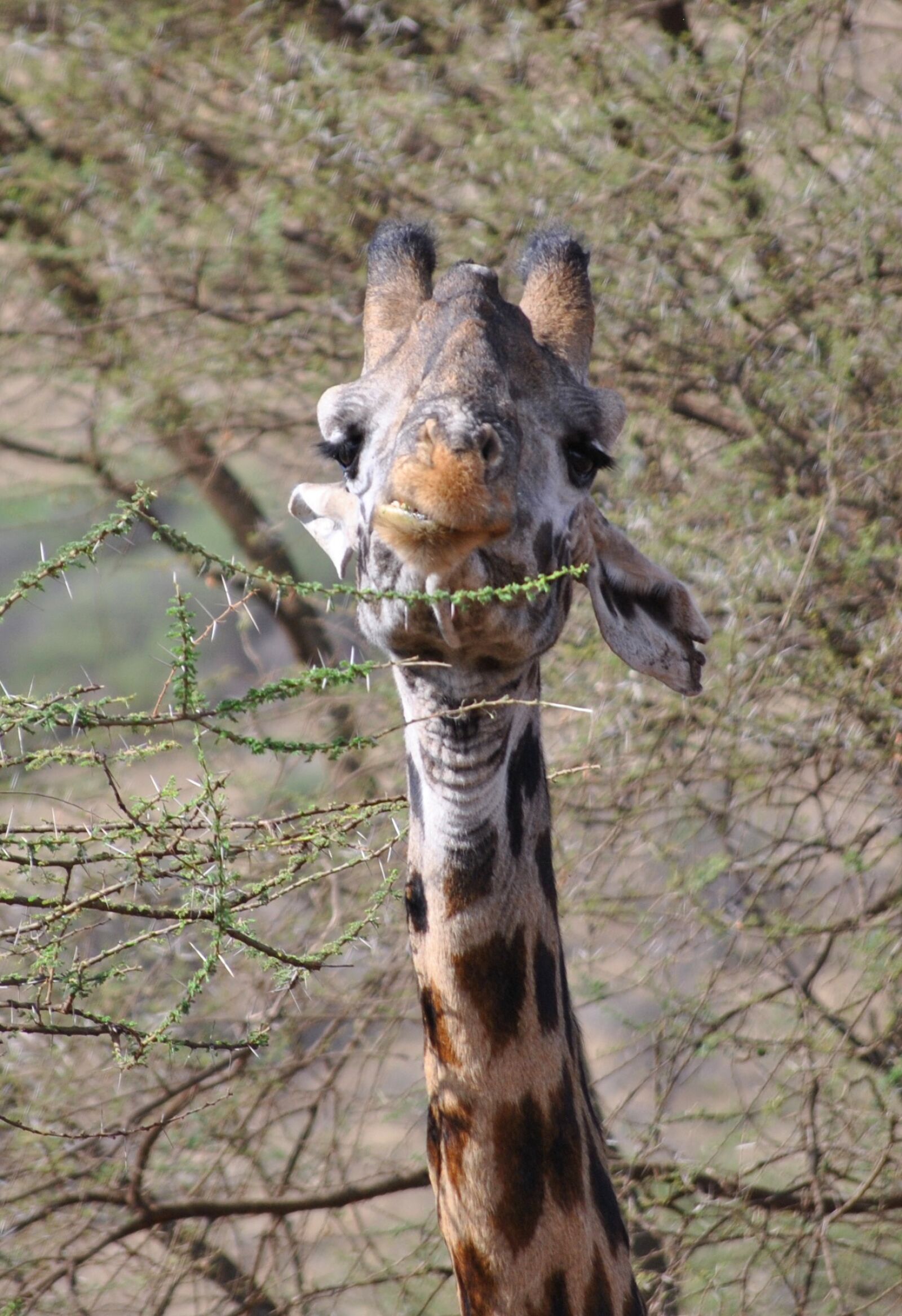 Nikon D3000 sample photo. Giraffe, serengeti, africa photography