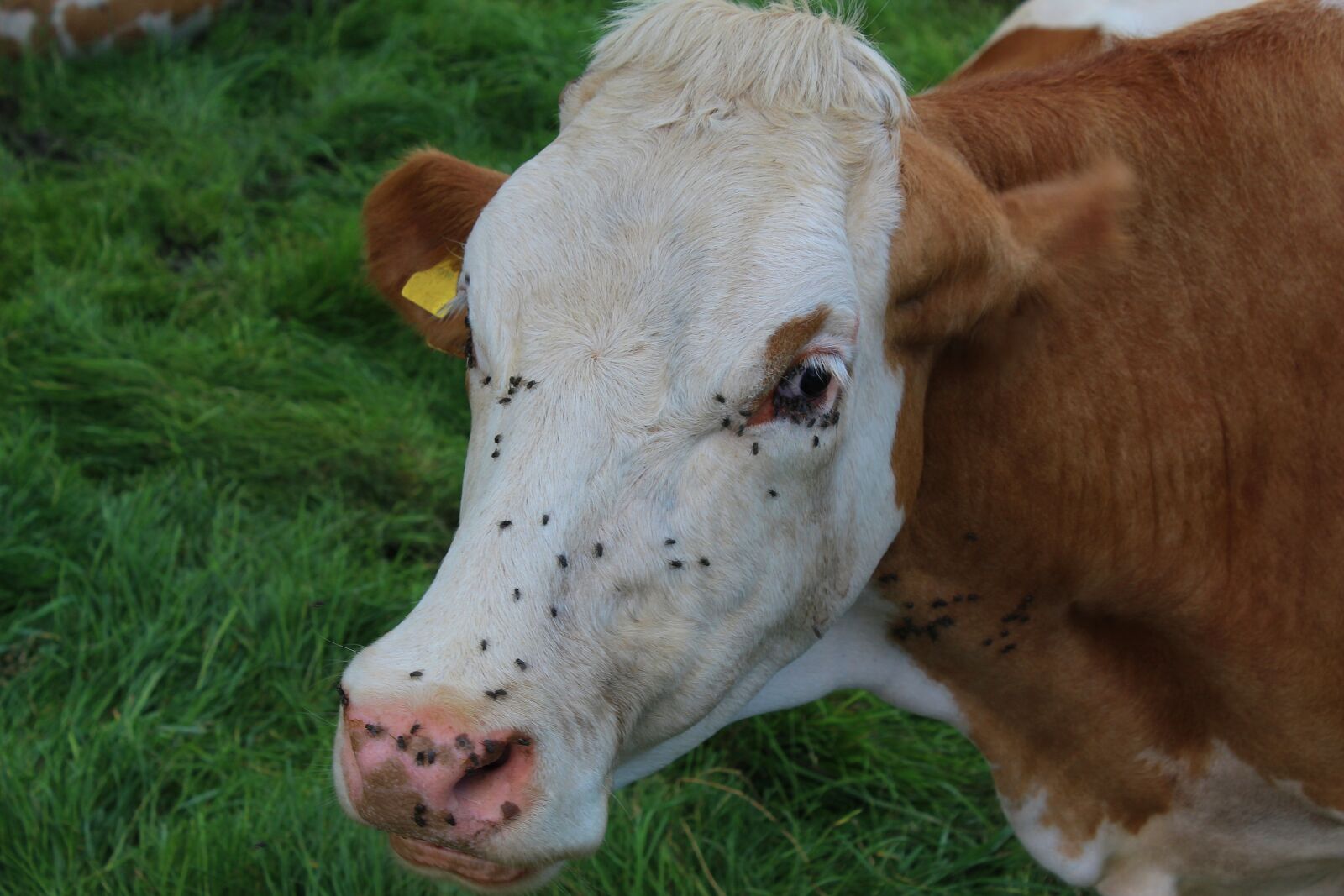 Canon EOS 1300D (EOS Rebel T6 / EOS Kiss X80) sample photo. Cow, animal, cattle photography